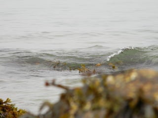 Sanchwich beach  jessie