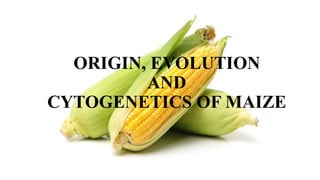 ORIGIN, EVOLUTION
AND
CYTOGENETICS OF MAIZE
 
