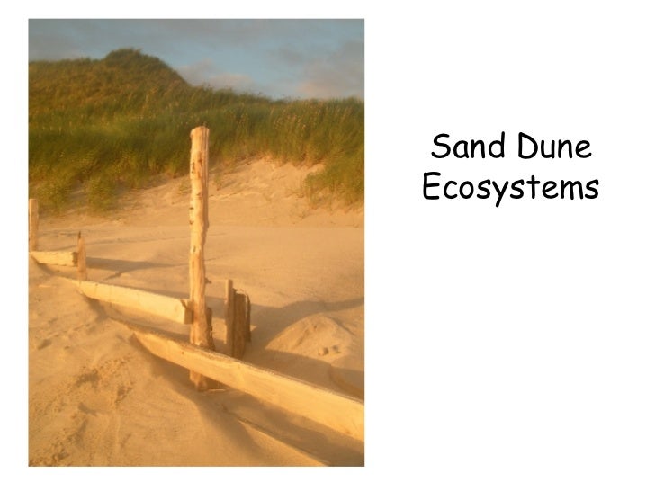 Sand Dune Ecosystems