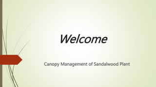 Welcome
Canopy Management of Sandalwood Plant
 