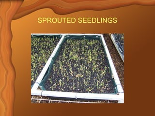 SPROUTED SEEDLINGS 
 