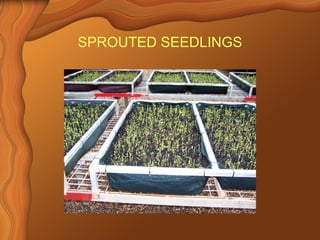 SPROUTED SEEDLINGS 
 