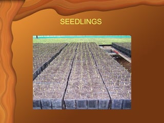 SEEDLINGS 
 