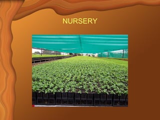 NURSERY 
 
