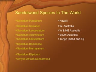 Sandalwood Species In The World 
Santalum Pyrularium Hawaii 
Santalum Spicatum W. Australia 
Santalum Lanceolatum W & NE Australia 
Santalum Acuminatum South Australia 
Santalum Obtusifolium Tonga Island and Fiji 
Santalum Boninense 
Santalum Murrayanum 
Santalum Elipticum 
Amyris-African Sandalwood 
 