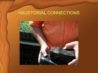 HAUSTORIAL CONNECTIONS 
 