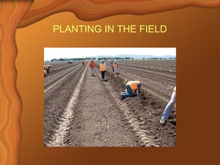 PLANTING IN THE FIELD 
 