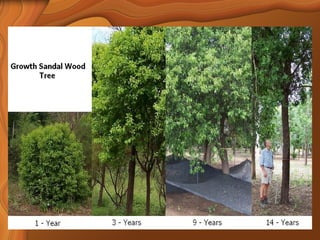 Sandalwood Detailed Overview