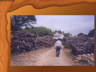 Sandalwood Detailed Overview