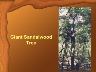 Giant Sandalwood 
Tree 
 