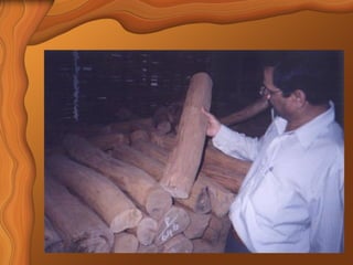 Sandalwood Detailed Overview