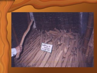 Sandalwood Detailed Overview