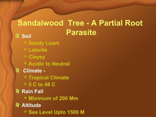 Sandalwood Tree - A Partial Root 
Parasite Soil 
 Sandy Loam 
 Laterite 
 Clayey 
 Acidic to Neutral 
Climate - 
 Tropical Climate 
 5 C to 48 C 
Rain Fall 
 Minimum of 200 Mm 
Altitude 
 Sea Level Upto 1500 M 
 