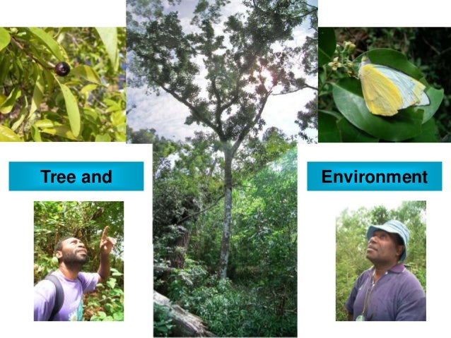 Sandalwood price per kg 2020 image