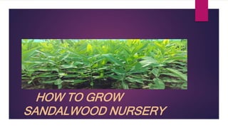 HOW TO GROW
SANDALWOOD NURSERY
 