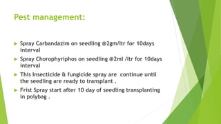 Pest management:
 Spray Carbandazim on seedling @2gm/ltr for 10days
interval
 Spray Chorophyriphos on seedling @2ml /ltr for 10days
interval
 This Insecticide & fungicide spray are continue until
the seedling are ready to transplant .
 Frist Spray start after 10 day of seedling transplanting
in polybag .
 