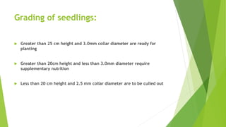 Grading of seedlings:
 Greater than 25 cm height and 3.0mm collar diameter are ready for
planting
 Greater than 20cm height and less than 3.0mm diameter require
supplementary nutrition
 Less than 20 cm height and 2.5 mm collar diameter are to be culled out
 