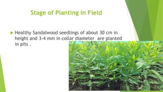 Stage of Planting in Field
 Healthy Sandalwood seedlings of about 30 cm in
height and 3-4 mm in collar diameter are planted
in pits .
 