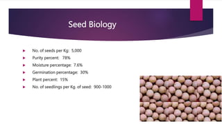 Seed Biology
 No. of seeds per Kg: 5,000
 Purity percent: 78%
 Moisture percentage: 7.6%
 Germination percentage: 30%
 Plant percent: 15%
 No. of seedlings per Kg. of seed: 900-1000
 