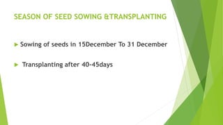 SEASON OF SEED SOWING &TRANSPLANTING
 Sowing of seeds in 15December To 31 December
 Transplanting after 40-45days
 