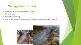 Management of bed
 Bed Size 1*10 mtr and depth approx. 6inch
 Fill up by sand
 Make a tunnel like fig.
 500g of phorate (45%) should added to the bed to avoid nematode infection.
 