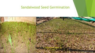 Sandalwood Seed Germination
Germination after 35
DAS
 