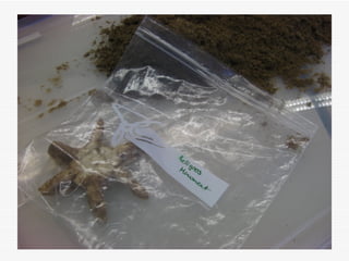 Sandbox 101 , How it works? 6 sandbox; 4-5 students per