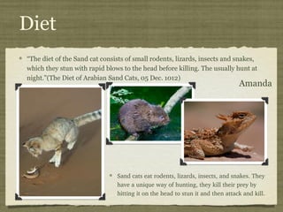 Sand cats | PPT