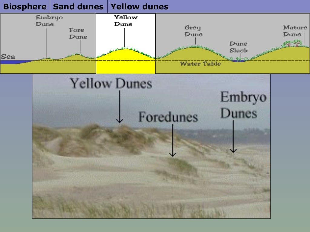 Sand Dunes sand-dunes