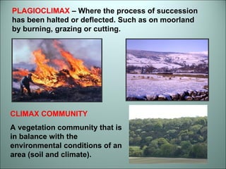 PLAGIOCLIMAX – Where the process of succession 
has been halted or deflected. Such as on moorland 
by burning, grazing or cutting. 
CLIMAX COMMUNITY 
A vegetation community that is 
in balance with the 
environmental conditions of an 
area (soil and climate). 
 