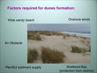 Factors required for dunes formation: 
Wide sandy beach Onshore winds 
An Obstacle 
Plentiful sediment supply 
Sheltered Bay 
(protection from storms) 
 
