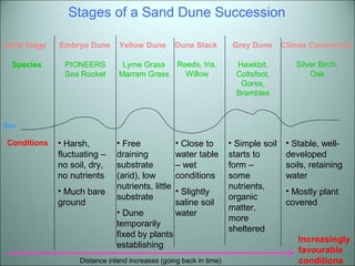 Seral Stage Embryo Dune Yellow Dune Dune Slack Grey Dune Climax Community 
Conditions 
Stages of a Sand Dune Succession 
Sea 
• Harsh, 
fluctuating – 
no soil, dry, 
no nutrients 
• Much bare 
ground 
Distance inland increases (going back in time) 
• Stable, well-developed 
soils, retaining 
water 
• Mostly plant 
covered 
• Free 
draining 
substrate 
(arid), low 
nutrients, little 
substrate 
• Dune 
temporarily 
fixed by plants 
establishing 
• Close to 
water table 
– wet 
conditions 
• Slightly 
saline soil 
water 
• Simple soil 
starts to 
form – 
some 
nutrients, 
organic 
matter, 
more 
sheltered 
Species PIONEERS 
Sea Rocket 
Lyme Grass 
Marram Grass 
Reeds, Iris, 
Willow 
Hawkbit, 
Coltsfoot, 
Gorse, 
Brambles 
Silver Birch, 
Oak 
Increasingly 
favourable 
conditions 
 