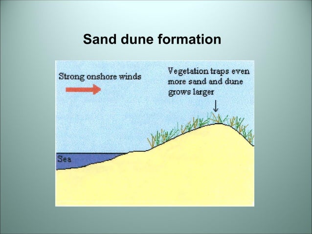 Sand Dune Succession | PPT
