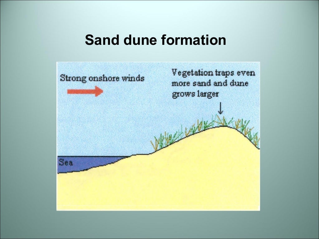 Sand Dune Succession