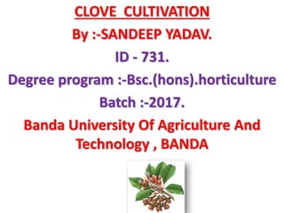 CLOVE CULTIVATION
By :-SANDEEP YADAV.
ID - 731.
Degree program :-Bsc.(hons).horticulture
Batch :-2017.
Banda University Of Agriculture And
Technology , BANDA
 