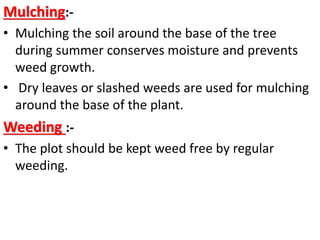 Mulching:-
• Mulching the soil around the base of the tree
during summer conserves moisture and prevents
weed growth.
• Dry leaves or slashed weeds are used for mulching
around the base of the plant.
Weeding :-
• The plot should be kept weed free by regular
weeding.
 