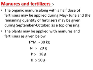 Manures and fertilizers :-
• The organic manure along with a half dose of
fertilisers may be applied during May- June and the
remaining quantity of fertilisers may be given
during September-October, as a top dressing.
• The plants may be applied with manures and
fertilisers as given below.
FYM :- 30 kg
N :- 20 g
P :- 18 g
K :- 50 g
 