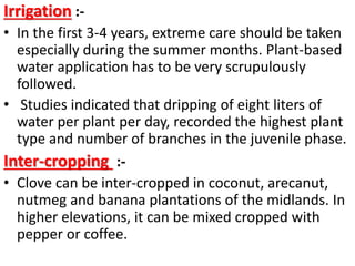 Irrigation :-
• In the first 3-4 years, extreme care should be taken
especially during the summer months. Plant-based
water application has to be very scrupulously
followed.
• Studies indicated that dripping of eight liters of
water per plant per day, recorded the highest plant
type and number of branches in the juvenile phase.
Inter-cropping :-
• Clove can be inter-cropped in coconut, arecanut,
nutmeg and banana plantations of the midlands. In
higher elevations, it can be mixed cropped with
pepper or coffee.
 
