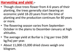 Harvesting and yield :-
• Though clove trees flower from 4-6 years of their
planting, the trees generally start bearing an
economic yield 18-20 years from the time of
planting and the production continues for 80 years
or more.
• The flowering season varies from September-
October in the plains to December-January at high
altitudes.
• The average yield at Burliar is 2 kg per tree (500
kg/ha) per year.
• About 11,000-15,000 dried cloves weigh one
kilogram.
 