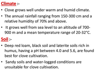 Climate :-
• Clove grows well under warm and humid climate.
• The annual rainfall ranging from 150-300 cm and a
relative humidity of 70% and above.
• It grows well from sea level to an altitude of 700-
900 m and a mean temperature range of 20-32°C.
Soil :-
• Deep red loam, black soil and laterite soils rich in
humus, having a pH between 4.0 and 5.6, are found
best for clove cultivation.
• Sandy soils and water-logged conditions are
unsuitable for clove cultivation.
 