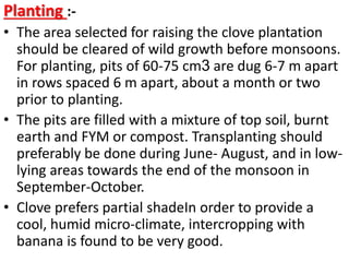 Planting :-
• The area selected for raising the clove plantation
should be cleared of wild growth before monsoons.
For planting, pits of 60-75 cm3 are dug 6-7 m apart
in rows spaced 6 m apart, about a month or two
prior to planting.
• The pits are filled with a mixture of top soil, burnt
earth and FYM or compost. Transplanting should
preferably be done during June- August, and in low-
lying areas towards the end of the monsoon in
September-October.
• Clove prefers partial shadeIn order to provide a
cool, humid micro-climate, intercropping with
banana is found to be very good.
 