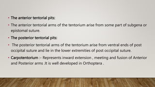 Insect morphology | PPTX