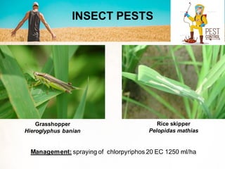 Rice skipper
Pelopidas mathias
Management: spraying of chlorpyriphos 20 EC 1250 ml/ha
Grasshopper
Hieroglyphus banian
INSECT PESTS
 