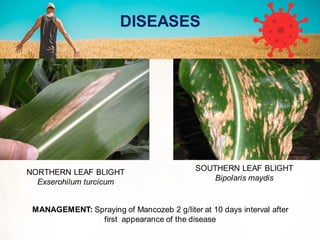 NORTHERN LEAF BLIGHT
Exserohilum turcicum
SOUTHERN LEAF BLIGHT
Bipolaris maydis
MANAGEMENT: Spraying of Mancozeb 2 g/liter at 10 days interval after
first appearance of the disease
DISEASES
 