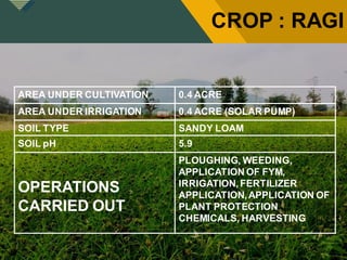 Click to edit Master title style
3
7
CROP : RAGI
AREA UNDER CULTIVATION 0.4 ACRE
AREA UNDER IRRIGATION 0.4 ACRE (SOLAR PUMP)
SOIL TYPE SANDY LOAM
SOIL pH 5.9
OPERATIONS
CARRIED OUT
PLOUGHING, WEEDING,
APPLICATION OF FYM,
IRRIGATION, FERTILIZER
APPLICATION,APPLICATION OF
PLANT PROTECTION
CHEMICALS, HARVESTING
 