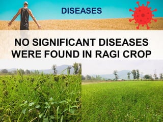 DISEASES
NO SIGNIFICANT DISEASES
WERE FOUND IN RAGI CROP
 