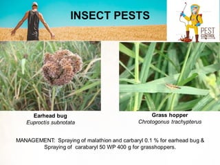 INSECT PESTS
MANAGEMENT: Spraying of malathion and carbaryl 0.1 % for earhead bug &
Spraying of carabaryl 50 WP 400 g for grasshoppers.
Earhead bug
Euproctis subnotata
Grass hopper
Chrotogonus trachypterus
 