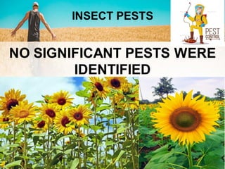 INSECT PESTS
NO SIGNIFICANT PESTS WERE
IDENTIFIED
 