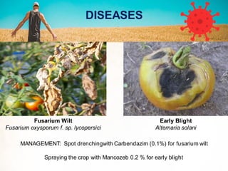 DISEASES
Fusarium Wilt
Fusarium oxysporum f. sp. lycopersici
MANAGEMENT: Spot drenchingwith Carbendazim (0.1%) for fusarium wilt
Spraying the crop with Mancozeb 0.2 % for early blight
Early Blight
Alternaria solani
 