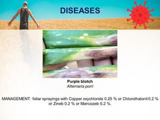 Purple blotch
Alternaria porri
MANAGEMENT: foliar sprayings with Copper oxychloride 0.25 % or Chlorothalonil 0.2 %
or Zineb 0.2 % or Mancozeb 0.2 %.
DISEASES
 
